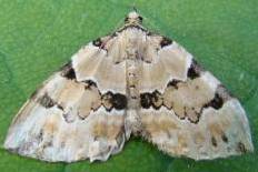 Hyboloma hyboloma - Prachtgrüner Bindenspanner (Braungrüner Waldwiesen-Blattspanner)
